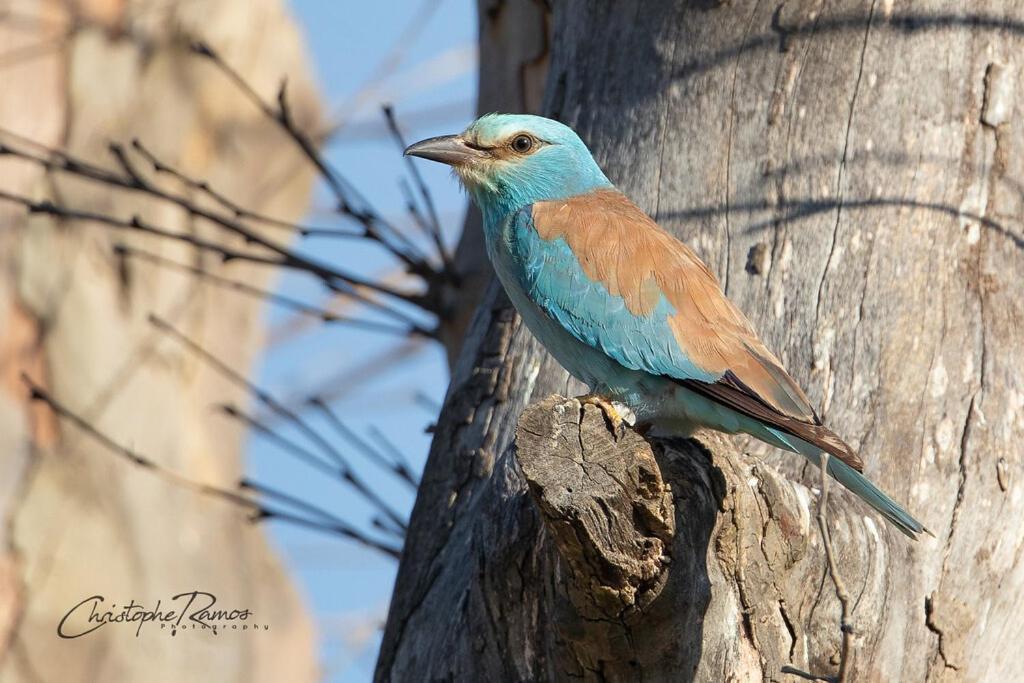 Bed and Breakfast L'Oiseau Bleu Rollier Roubia Zewnętrze zdjęcie